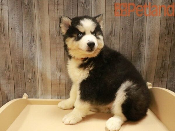 Siberian Husky DOG Female Black / White 27536 Petland Racine, Wisconsin