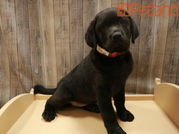 Labrador Retriever DOG Female Black 27535 Petland Racine, Wisconsin