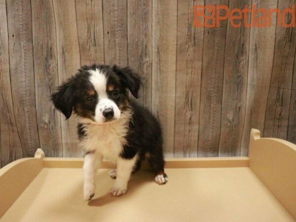 Miniature Australian Shepherd DOG Male Black 27533 Petland Racine, Wisconsin