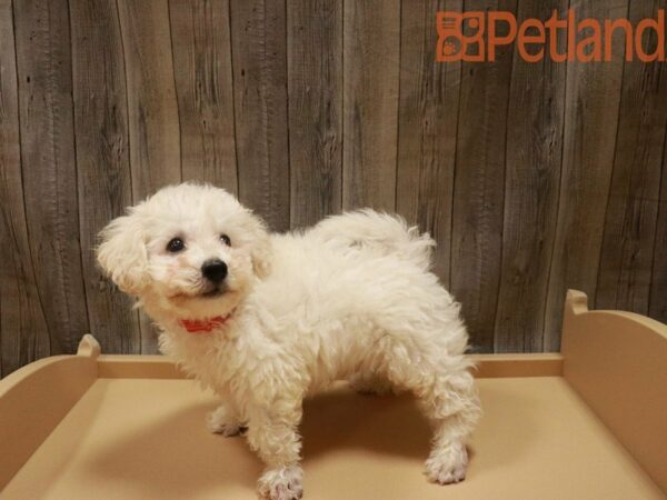 Bichon Frise DOG Male White 27532 Petland Racine, Wisconsin