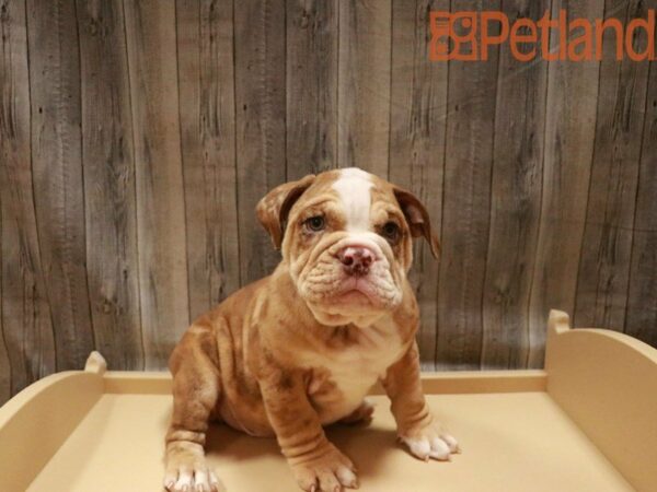 Victorian Bulldoge-DOG-Male-White Chocolate Gold-27530-Petland Racine, Wisconsin