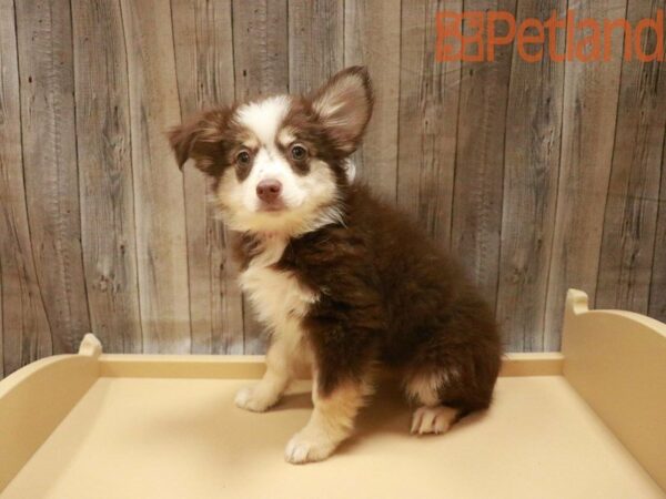 Australian Shepherd DOG Female Red / White 27529 Petland Racine, Wisconsin