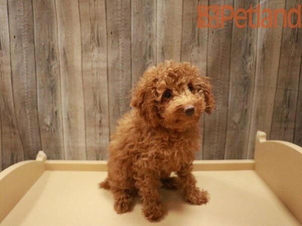 Poodle DOG Female Red 27528 Petland Racine, Wisconsin