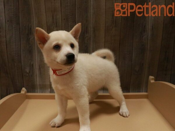 Shiba Inu DOG Male Cream 27527 Petland Racine, Wisconsin