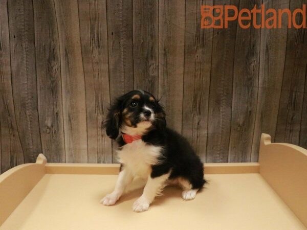 Cavalier King Charles Spaniel DOG Male Black 27526 Petland Racine, Wisconsin