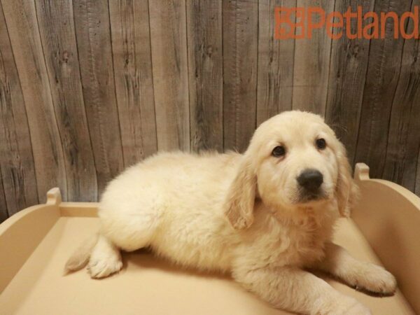 Golden Retriever DOG Male Light Golden 27588 Petland Racine, Wisconsin