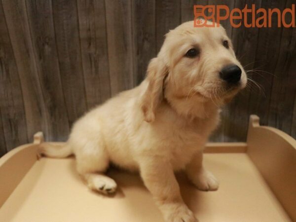 Golden Retriever DOG Female Light Golden 27587 Petland Racine, Wisconsin