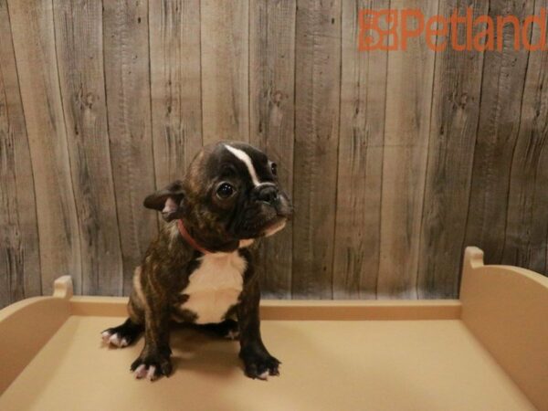 Frenchton DOG Female Brindle 27586 Petland Racine, Wisconsin