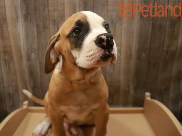 American Bulldog DOG Male Red, whtie, black 27584 Petland Racine, Wisconsin