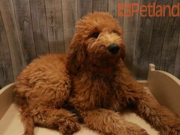 Goldendoodle 2nd Gen DOG Female Apricot 27583 Petland Racine, Wisconsin