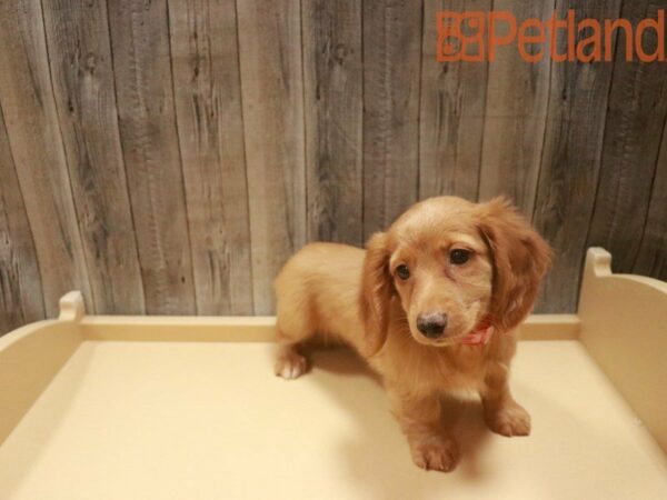 Dachshund DOG Female Tan 27582 Petland Racine, Wisconsin