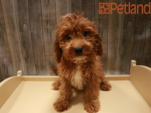 Cavapoo DOG Male Red 27581 Petland Racine, Wisconsin