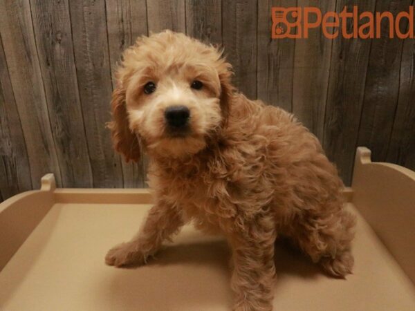 Poodle/Cocker Spaniel-DOG-Male-Buff-27580-Petland Racine, Wisconsin