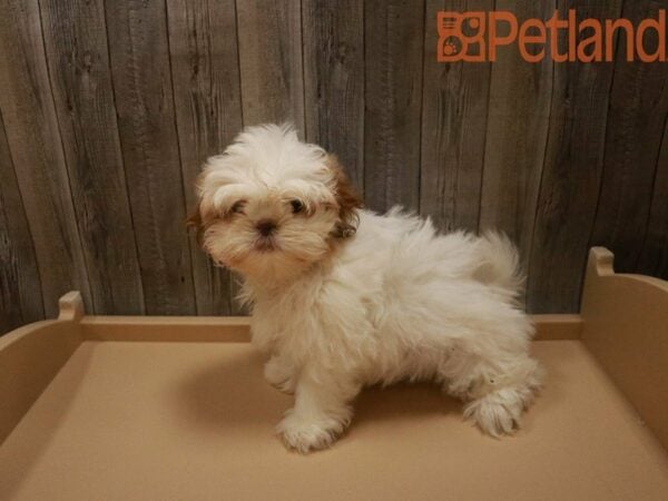 Shih Tzu DOG Male Liver / White 27579 Petland Racine, Wisconsin