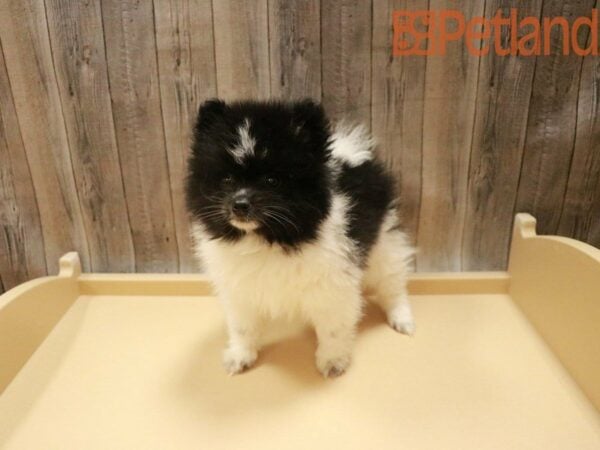 Pomeranian DOG Male Black / White 27578 Petland Racine, Wisconsin