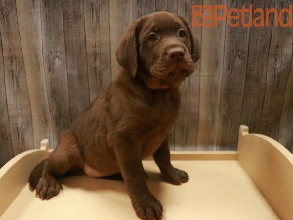 Labrador Retriever DOG Female Chocolate 27577 Petland Racine, Wisconsin