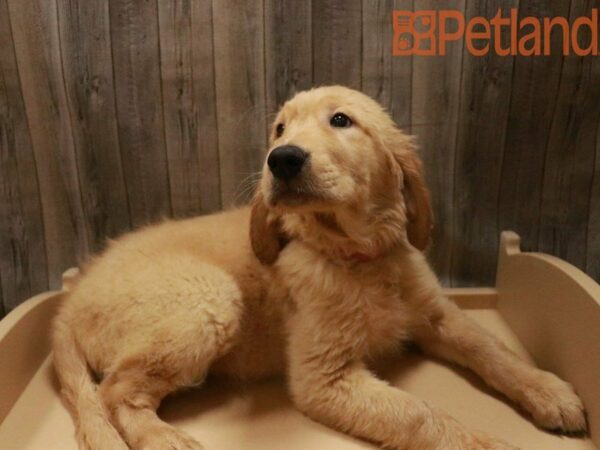 Golden Retriever DOG Female Cream 27576 Petland Racine, Wisconsin