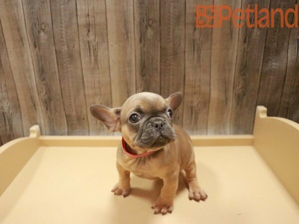 French Bulldog DOG Female Blue 27575 Petland Racine, Wisconsin