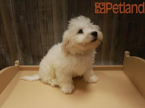 Havanese DOG Male Cream 27574 Petland Racine, Wisconsin