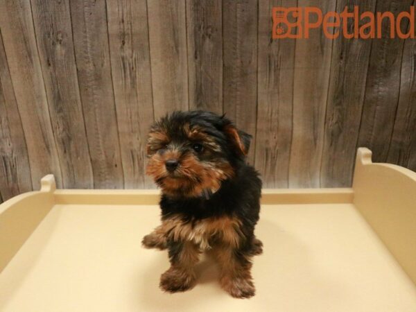 Yorkshire Terrier DOG Male Black / Tan 27573 Petland Racine, Wisconsin