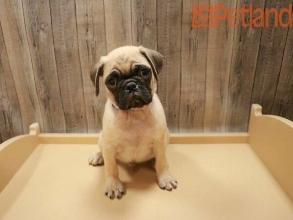 Pug DOG Male Fawn 27572 Petland Racine, Wisconsin