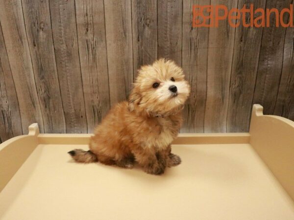 Morkie DOG Male Brown 27571 Petland Racine, Wisconsin