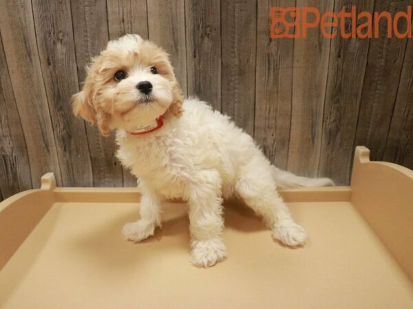 Cavachon DOG Female White / Cream 27569 Petland Racine, Wisconsin