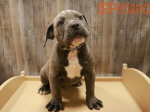 Olde English Bulldog-DOG-Male-Blue-27567-Petland Racine, Wisconsin