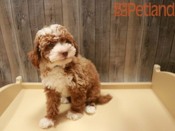 Maltipoo DOG Male Red 27565 Petland Racine, Wisconsin