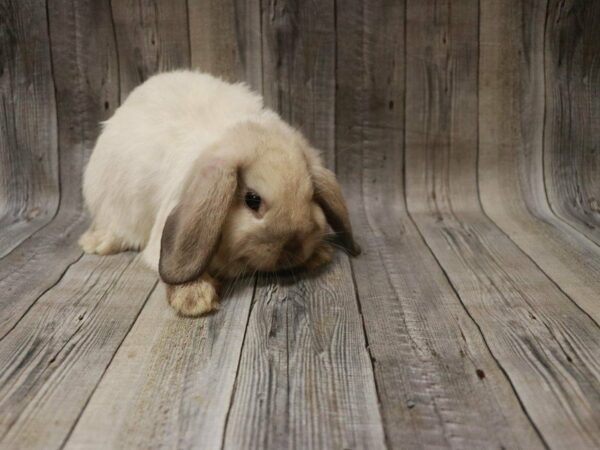 Holland Lop-RABBIT---27559-Petland Racine, Wisconsin