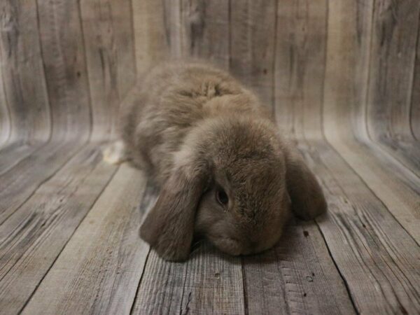 Holland Lop RABBIT 27560 Petland Racine, Wisconsin