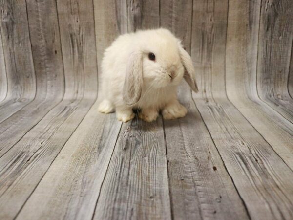 Holland Lop RABBIT 27561 Petland Racine, Wisconsin