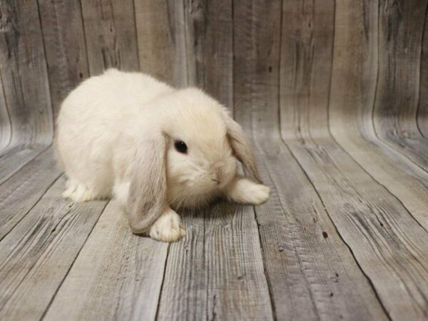 Holland Lop RABBIT 27562 Petland Racine, Wisconsin