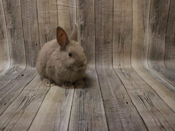 Netherland Dwarf RABBIT 27564 Petland Racine, Wisconsin