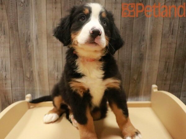 Bernese Mountain Dog DOG Female Black Rust / White 27589 Petland Racine, Wisconsin