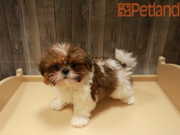 Shih Tzu DOG Male Sable / White 27592 Petland Racine, Wisconsin