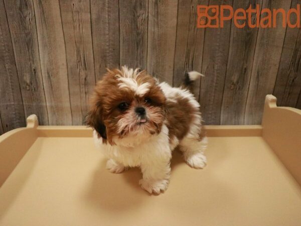 Shih Tzu DOG Female Sable / White 27593 Petland Racine, Wisconsin