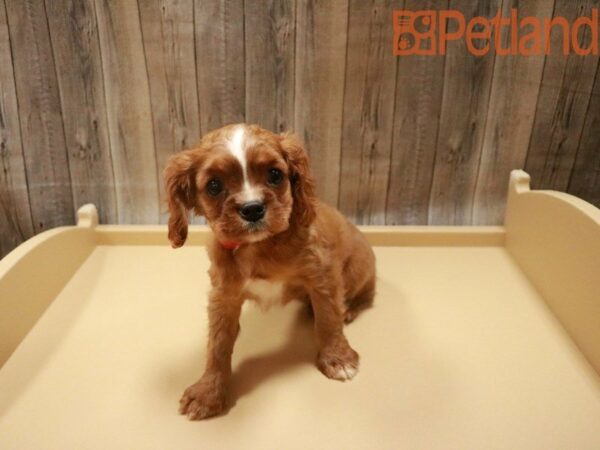 Cavalier King Charles Spaniel DOG Female Ruby 27594 Petland Racine, Wisconsin