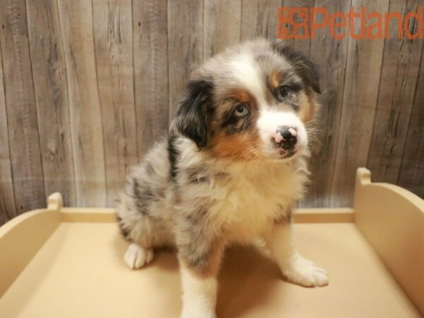 Australian Shepherd DOG Male Blue Merle 27595 Petland Racine, Wisconsin