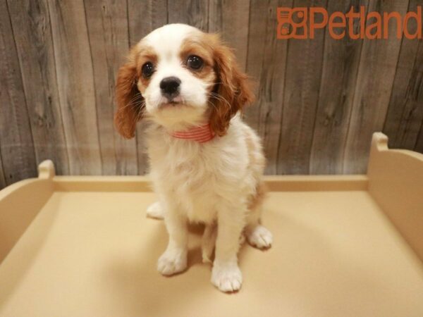 Cavalier King Charles Spaniel DOG Female Blenheim 27596 Petland Racine, Wisconsin