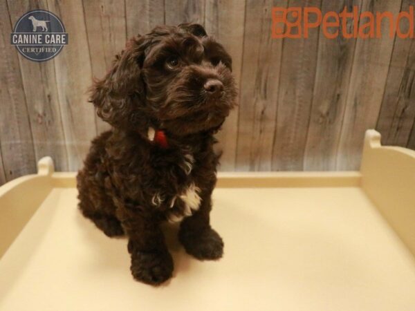 Cock A Poo DOG Male Chocolate 27597 Petland Racine, Wisconsin