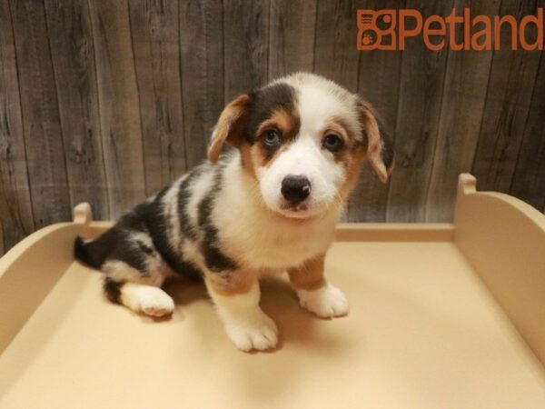 Pembroke Welsh Corgi DOG Male Blue Merle 27598 Petland Racine, Wisconsin