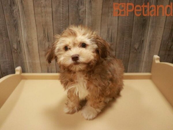 Havanese DOG Female Chocolate 27599 Petland Racine, Wisconsin