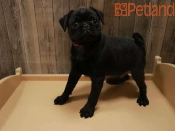 Pug-DOG-Male-Black-27600-Petland Racine, Wisconsin