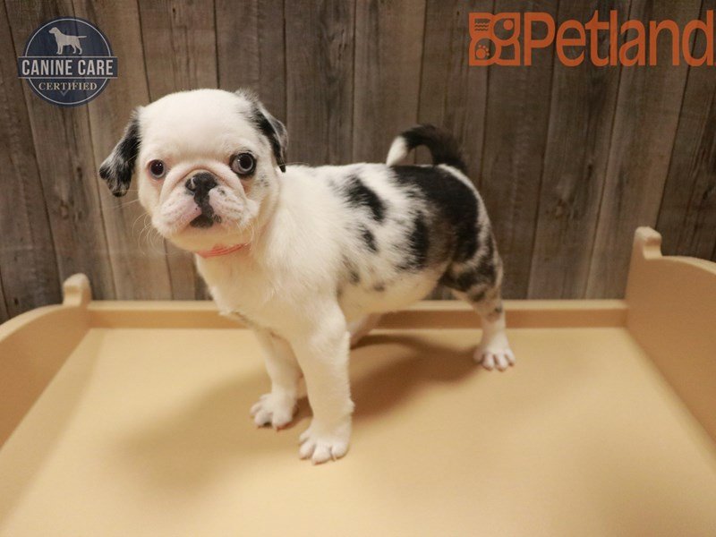 Pug Puppy Black / White ID:27601 Located at Petland Racine, Wisconsin