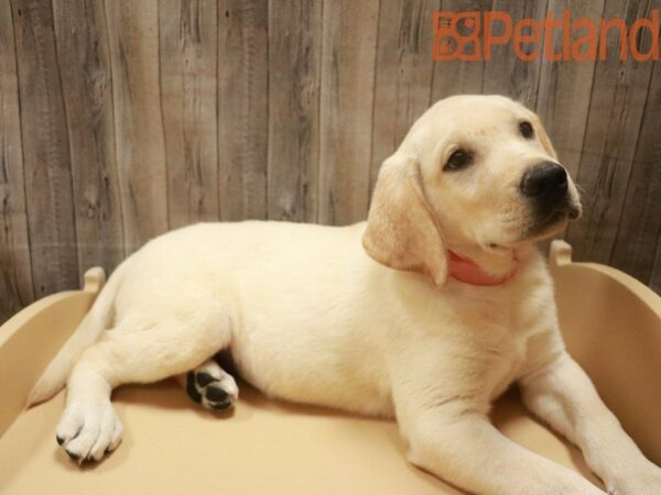 Labrador Retriever DOG Female Yellow 27602 Petland Racine, Wisconsin