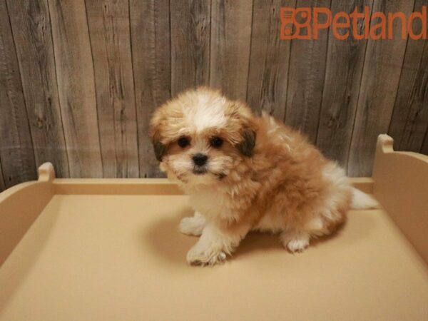 Malti Tzu DOG Male Red Black / White 27603 Petland Racine, Wisconsin