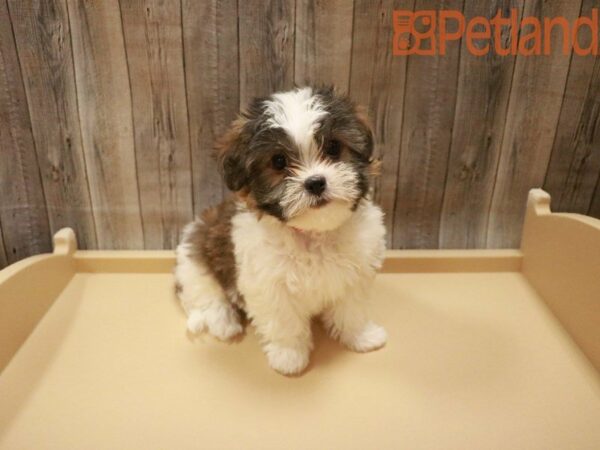 Malti Tzu DOG Female White / Brown 27604 Petland Racine, Wisconsin