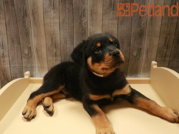 Rottweiler DOG Male Black / Mahogany 27605 Petland Racine, Wisconsin