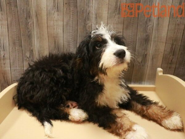 Bernadoodle-DOG-Female-Black-27606-Petland Racine, Wisconsin